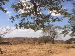Women, Children Bear the Brunt in Drought-Stricken East Africa drought East Africa