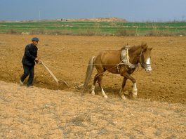In Zealous Effort to Increase Grain Production, China Deploys Force and Coercion to ‘Manage’ the Countryside