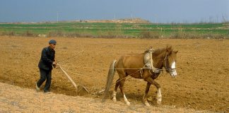 In Zealous Effort to Increase Grain Production, China Deploys Force and Coercion to ‘Manage’ the Countryside