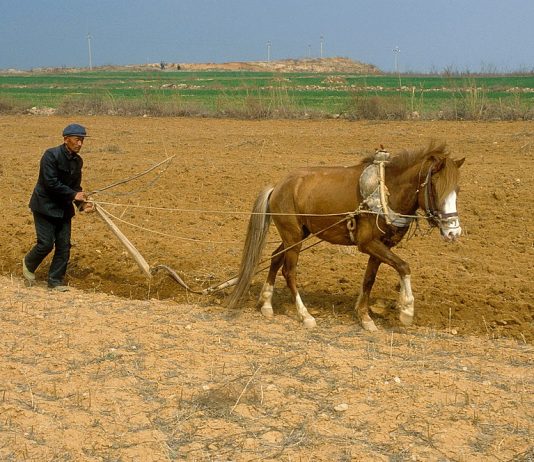 In Zealous Effort to Increase Grain Production, China Deploys Force and Coercion to ‘Manage’ the Countryside