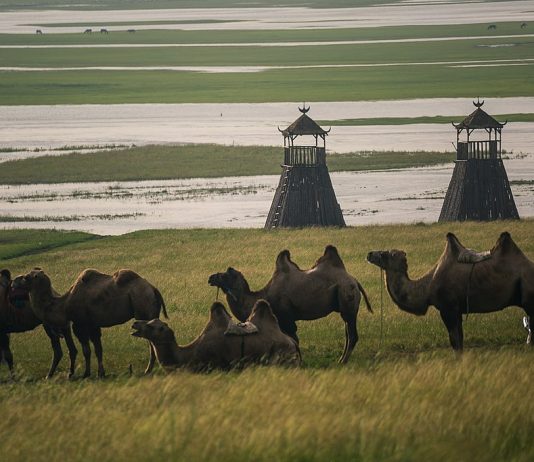 How China Colonized Southern Mongolia