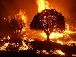 Extreme Heat, Wildfires Ravage Communities as Official Climate Response Falters