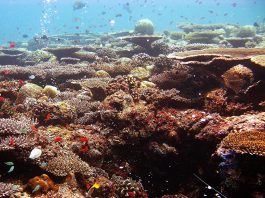 Protect and Restore Ocean Ecosystems, Hayhoe Urges