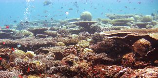 Protect and Restore Ocean Ecosystems, Hayhoe Urges