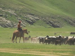 Herders Protest Land Grab, Land-Grabbers Bulldozed Through the Protesters