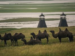 Why does the world ignore Southern Mongolia?