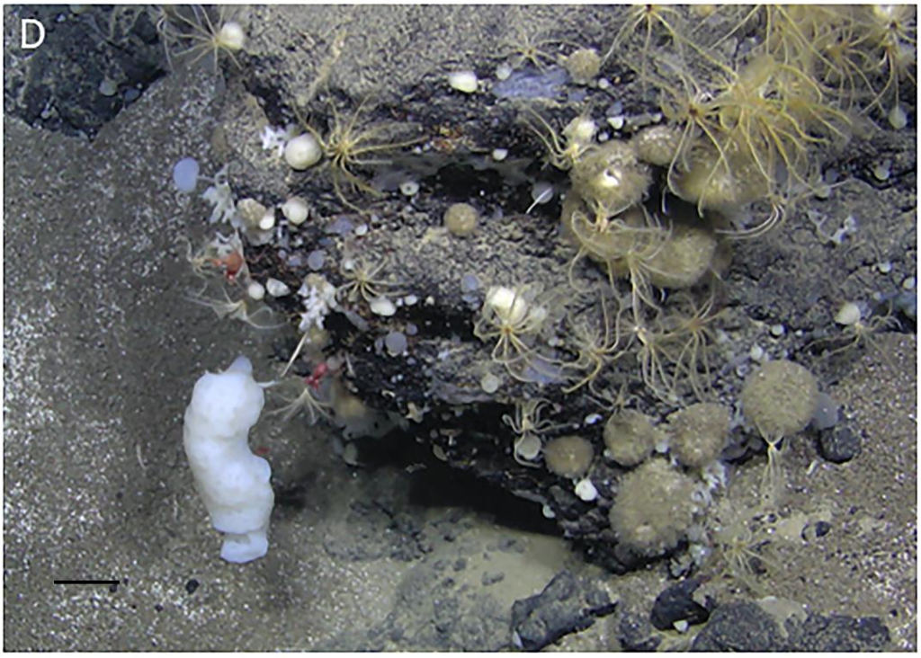 Norway Defies Scientific Warnings With Seabed Mining First