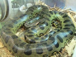 The Global Chinese Anaconda