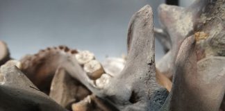 What Can Gilgit Learn from the Genocide in East Pakistan?